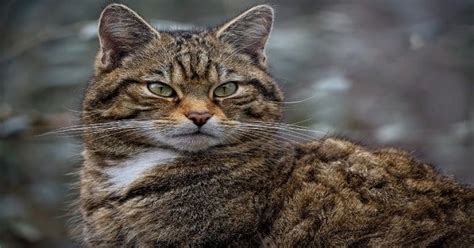 Captive Bred Scottish Wildcats Released To Prevent Species Extinction