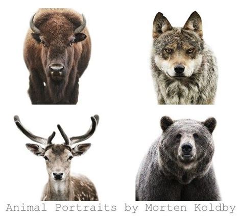 Animal Portraits Morten Koldby White Gunpowder Pet Portraits