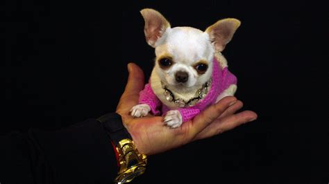 Pearl The Chihuahua Is The Worlds Shortest Dog Npr