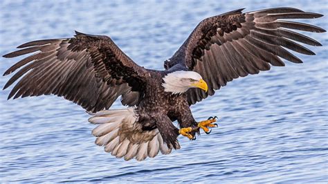Bald Eagles And American Birds Of Prey Youtube