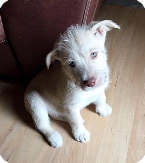 The adoption process in las vegas. Terrier (Unknown Type, Medium) Mix Puppy for adoption in ...