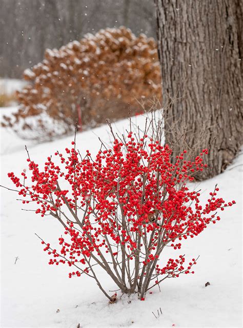 Winter Color To Attract Wildlife Organic Gardening For Body And Spirit