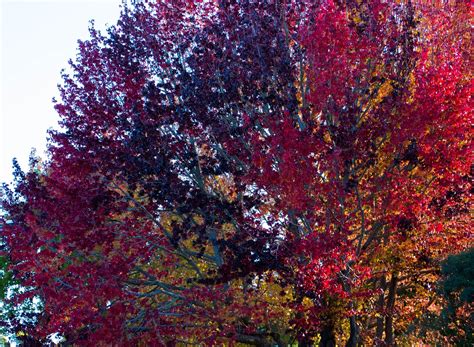 Autumn Fall Leaves Free Photo On Pixabay