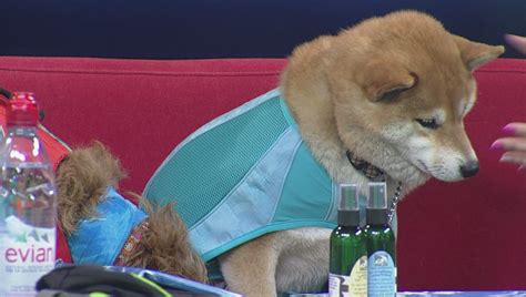 The foods of concern are those containing legumes such. Grain-free dog food may be linked to heart disease, FDA ...