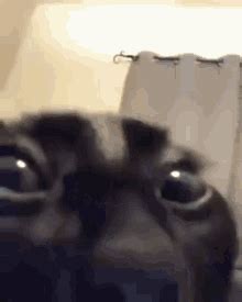 Stare Staring Gif Stare Staring Cat Discover And Share Gifs