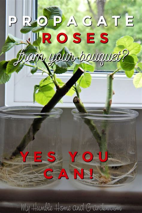 How To Grow From Cut Roses