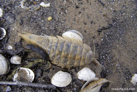 Do Isopods Lay Eggs Or Give Birth Ocean Fauna