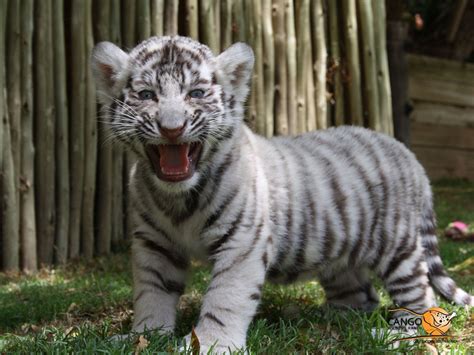 White Tiger Cub Mascotas Bonitas Animales Hermosos Felinos Leones