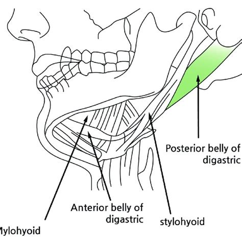 Schematic Anatomical Location Of Posterior Belly Of Digastric Muscle