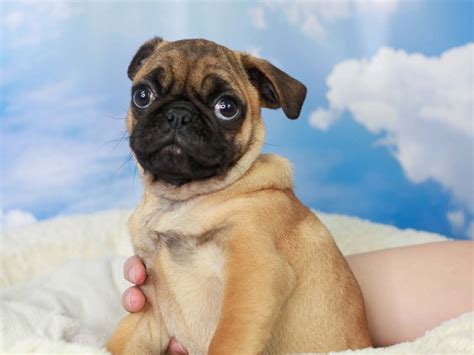 Pug Dog Male Apricot Fawn 3027254 Animal Kingdom Puppies N Love