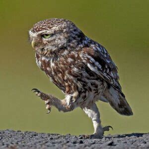 Owl Legs All You Need To Know With Pictures Birds Fact