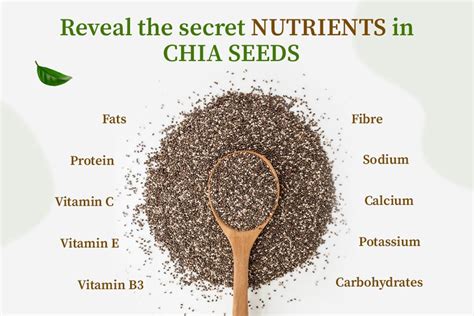 Chia Seeds The Nutrition Source Facts Organic Gyaan