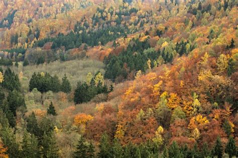 Colorful Autumn Forest From Above Stock Photo Image Of Leaves