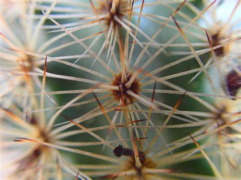 Check spelling or type a new query. Black lace cactus: Federal & State Listed Plants of Texas