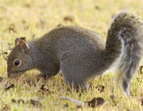 Squirrel Season Opens May 28 Missouri Department Of Conservation