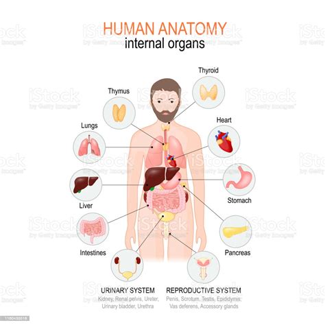 Ilustración De Anatomía Del Cuerpo Humano Órganos Internos De Los
