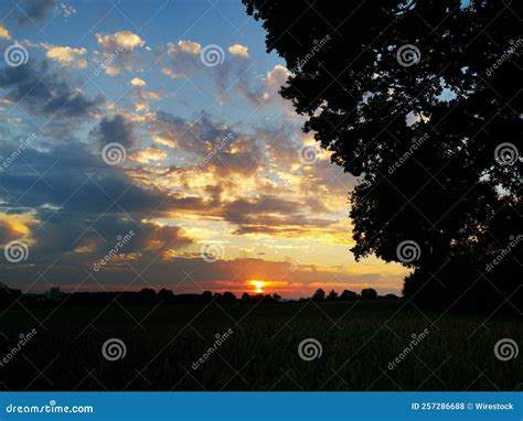 Silhouette Of A Tree With A Background Of A Cloudy Sky In The Sunset Stock Photo Image Of