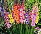 Pictures Of Gladiolus Flowers Images