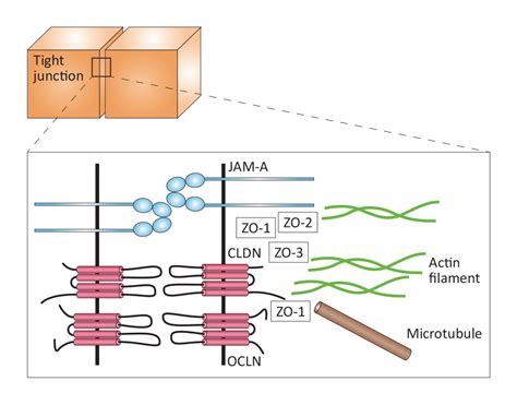 Tight Junction Proteins In Gastrointestinal And Liver Disease Gut