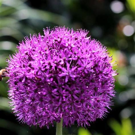 Ail D Ornement Allium Aflatunense Purple Sensation