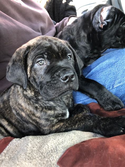 Brindle Cane Corso Puppy Photos All Recommendation