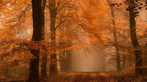 Wallpaper Sunlight Trees Landscape Forest Fall Leaves Nature