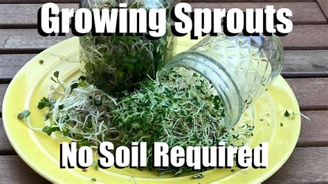 How To Easily Grow Sprouts In A Jar Indoors No Soil Required Youtube