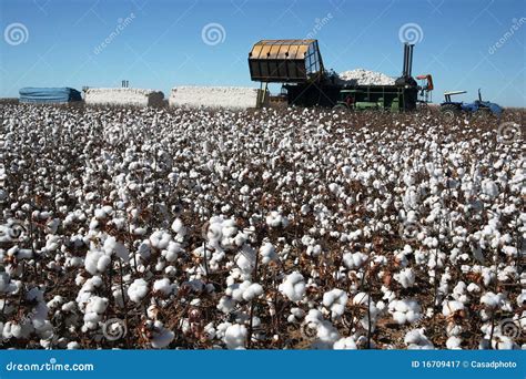 Cotton Fields Stock Image Image Of Cotton Farmland 16709417