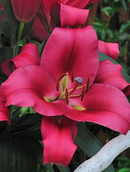 Buy Lily Bulbs Carbonero Oriental Trumpet Lilies Lily Bulbs