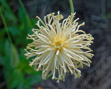 Can i use triazicide granules in my garden. Annuals forum: It can be fun to breed your own zinnias ...