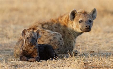 Hyena Cub Two Animals Baby Wallpapers Hd Desktop And