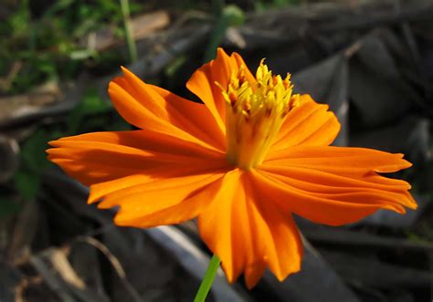 Orange Flower Madang Ples Bilong Mi