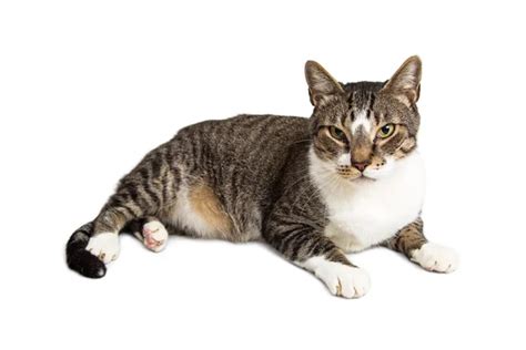 Tabby Cat Standing Up And Isolated On White — Stock Photo