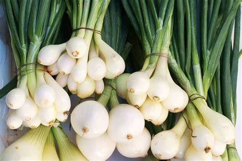 Do You Know The Differences Between Green Onions Scallions Spring