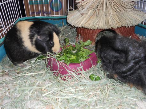 Guinea pigs can eat persimmon(japanese fruit) in small quantities once a month or so. Cavy Savvy: A Guinea Pig Blog: Can Guinea Pig Eat Basil?