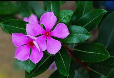 White flowers names in hindi. What is the name of the common purple flower with 5 petals ...