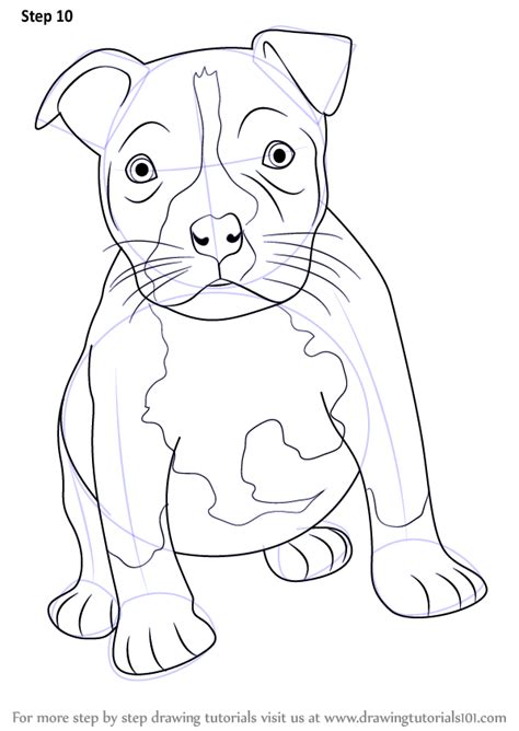 How To Draw A Pitbull Puppy Other Animals Step By Step