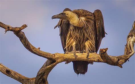 The Sixteen Species Of Old World Vultures Living Today Worldatlas