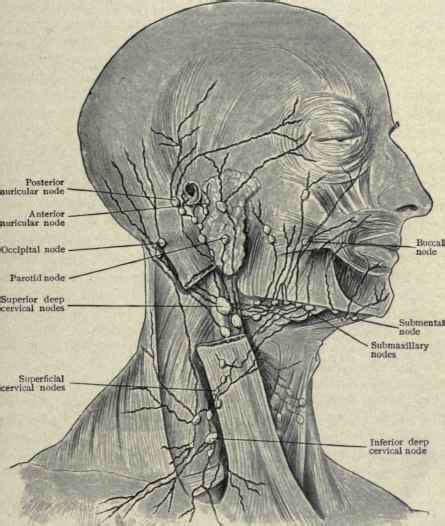 Lymphatics Of The Neck Part 2