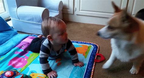 Hilarious Corgi Trying To Get Mini Human To Chase Him So Adorable Raww