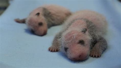 Giant Panda Cubs Born At Toronto Zoo Zooborns