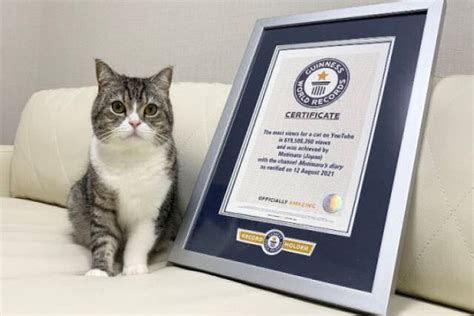 Gato Japonês Entra No Guinness Como O Gato Mais Assistido Do Youtube Mdig