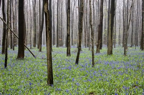 Wild Flowers Hyacinths In The Belgian Spring Woods 2 Rhythm Of Trunks