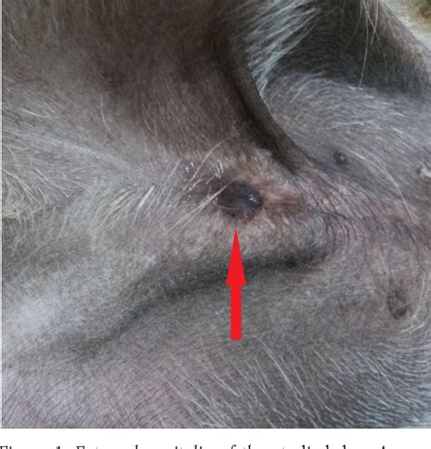 Figure 12 From Penile Hypoplasia And Rudimentary Prepuce In A Dog 78