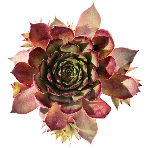 Sempervivum Red Beauty Hens And Chicks For Sale