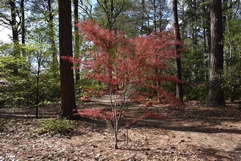 Hubbs Red Willow Japanese Maple Acer Palmatum Hubbs Red Willow In