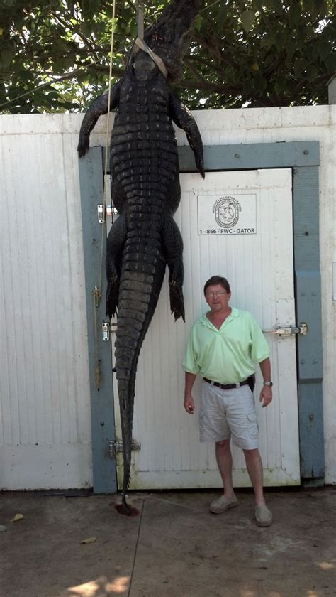 Huge Alligator — With Largest Head Ever Found In Florida — Caught And