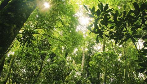 One of the interesting features of the rainforest canopy is the variety of leaf forms that can be identified. Facts About the Rainforest Layers | Sciencing