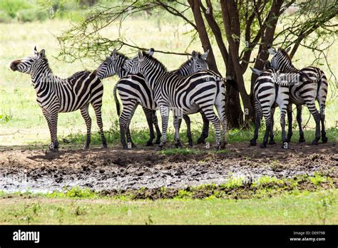 Zebra Tarangire National Park Tanzania Africa Stock Photo Alamy