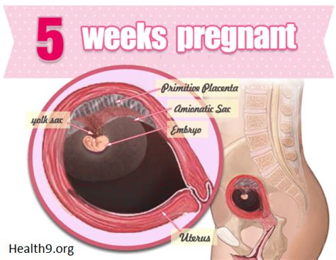 5 Weeks Pregnant Symptoms Signs Pictures Tips What To Expect